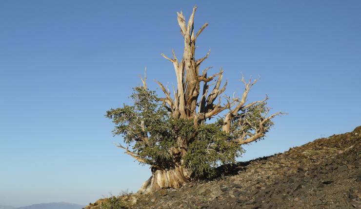 Alberi più grandi mondo  20220123 - Nonsapeviche.com