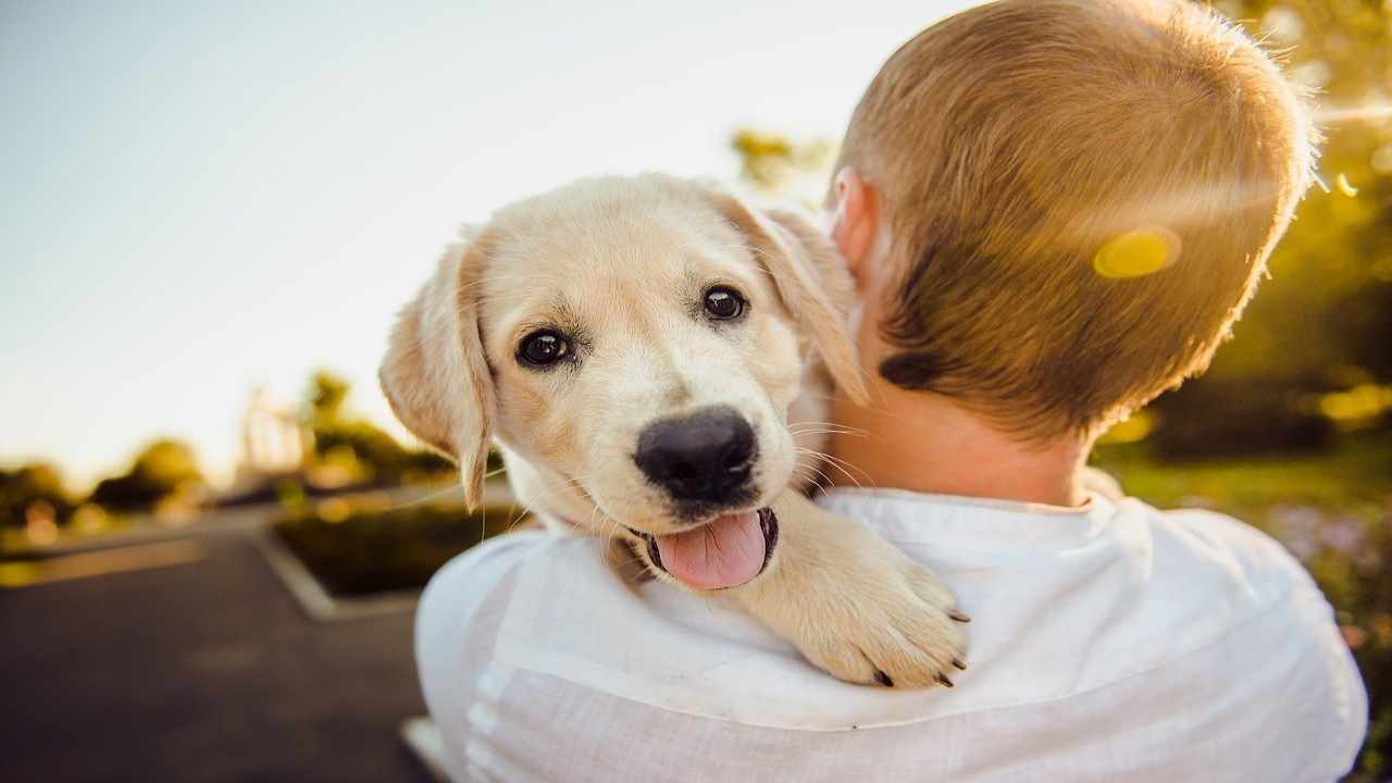 Bonus 500 per chi vuole un animale in casa come ottenerlo