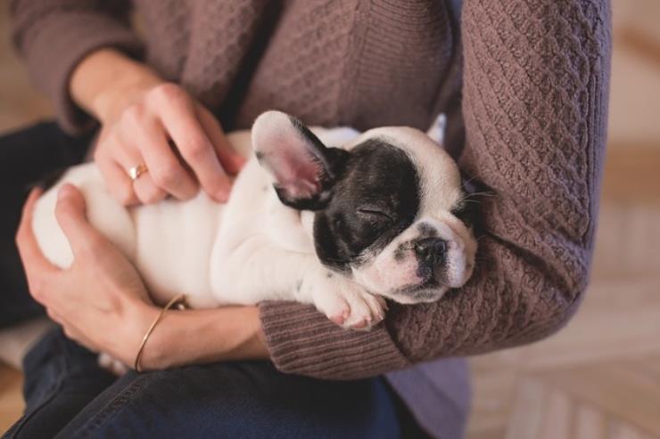 Bonus 500 euro per chi vuole un animale in casa come ottenerlo