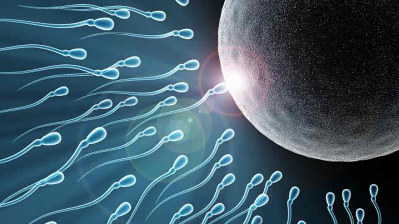 Covid e spermatozoi