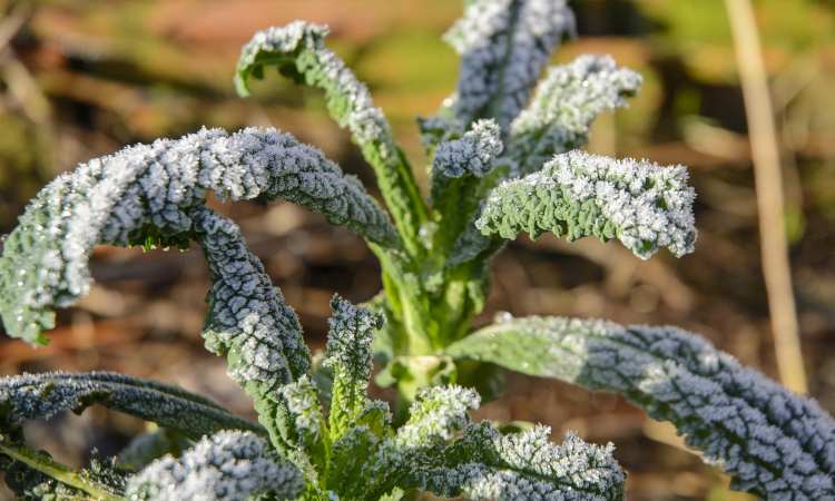 cavolo nero