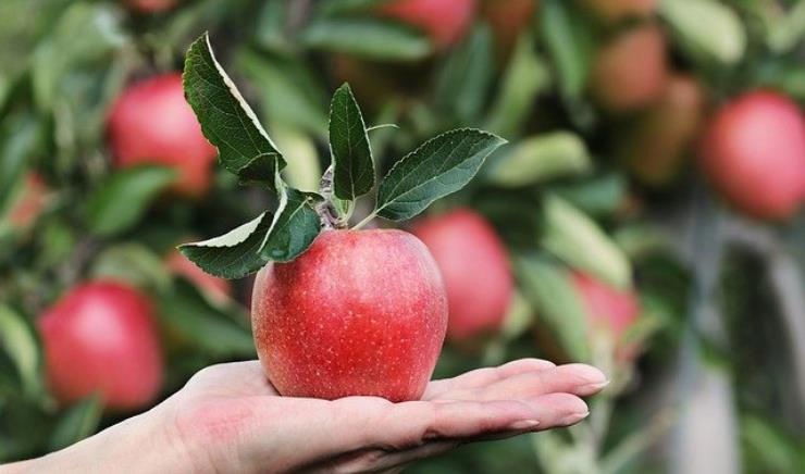 Non mangiare più di una mela al giorno ecco cosa potrebbe succedere al tuo corpo