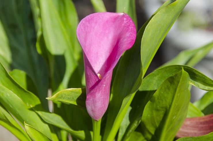 Il fiore più elegante in assoluto, la calla come si coltiva