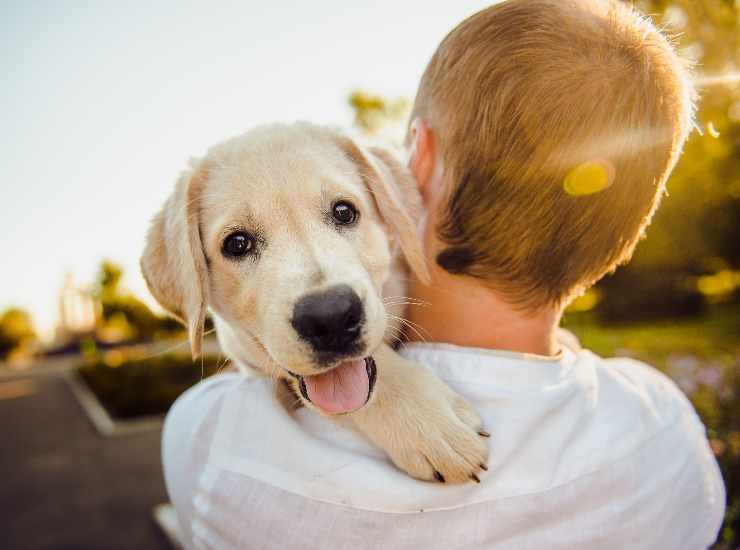 Il cane riconosce il padrone in un modo incredibile: la scoperta della scienza