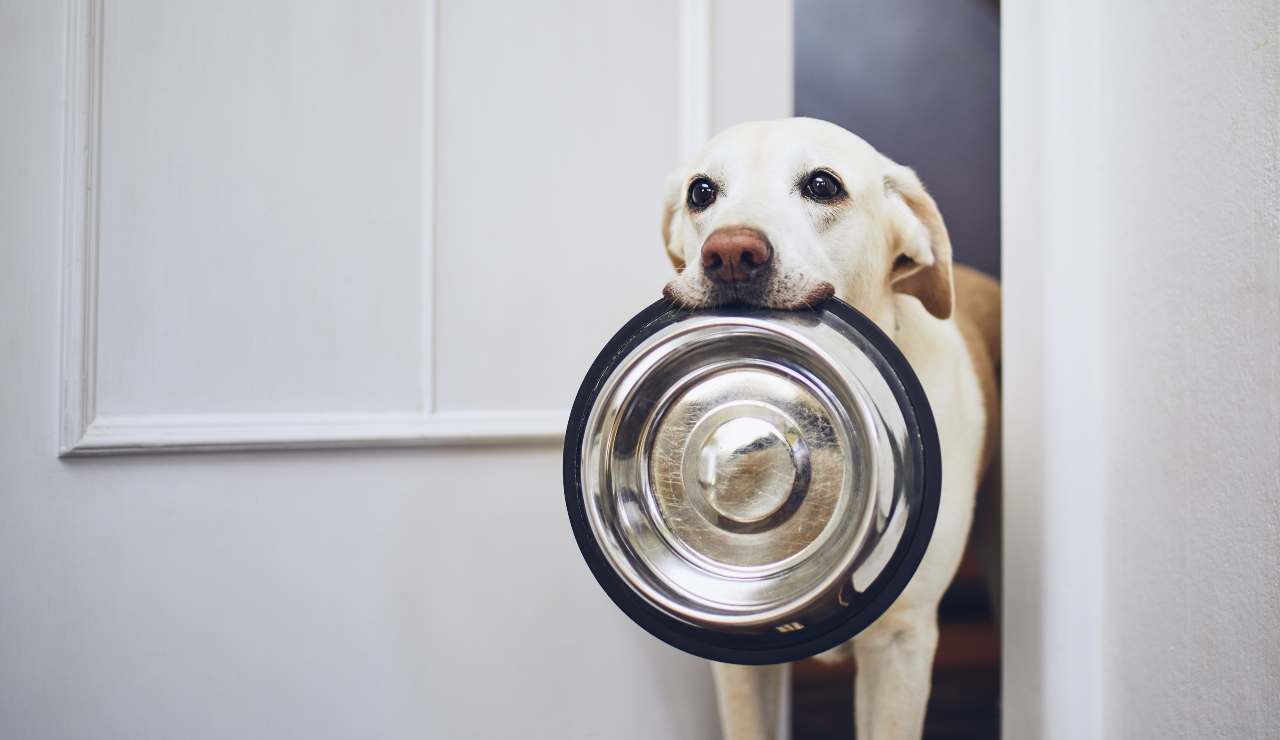 cane non mangiare 20220223 - Nonsapeviche.com