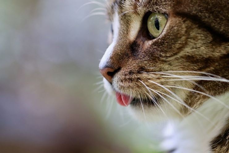 Incredibile scoperta sul tuo gatto, ecco perchè ti segue nel bagno, non ci crederai!