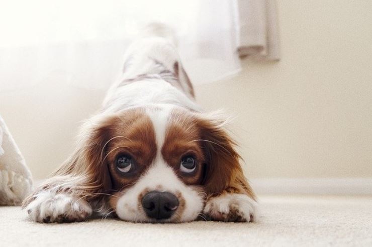 Finalmente il primo ospedale gratuito per gli animali