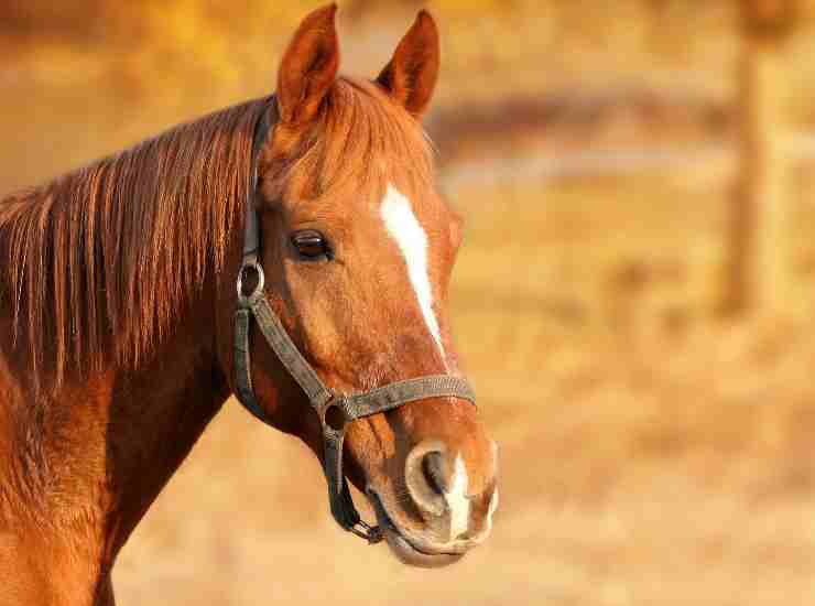 Il miglior amico dei bambini non è il cane ma il cavallo: ecco perché