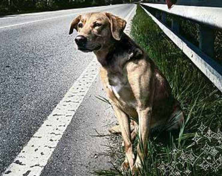 come aiutare un cane abbandonato - NonSapeviChe