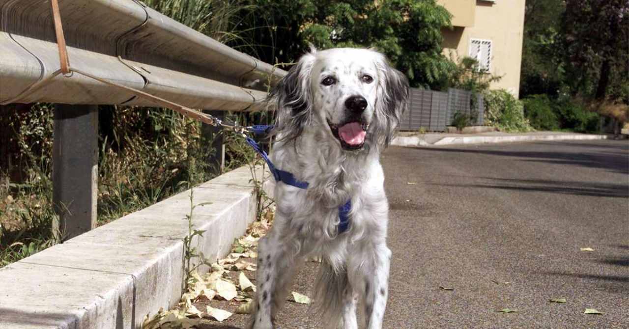 come aiutare un cane abbandonato - NonSapeviChe