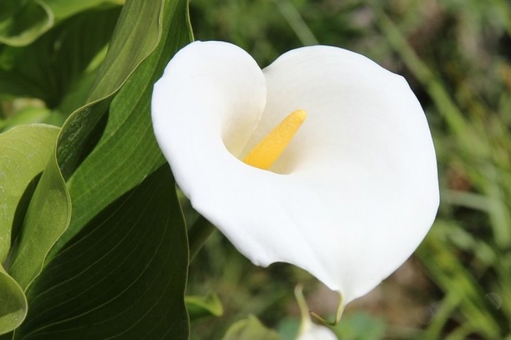 Il fiore più elegante in assoluto, la calla come si coltiva