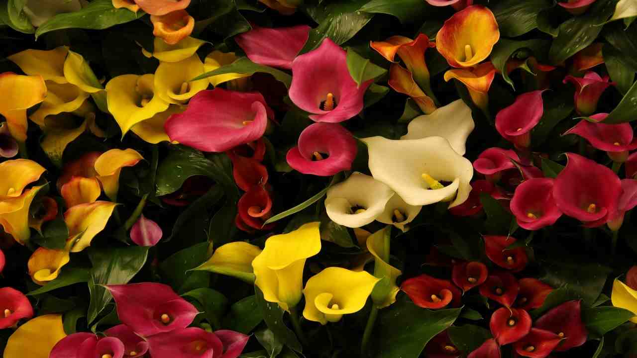 Il fiore più elegante in assoluto, la calla come si coltiva