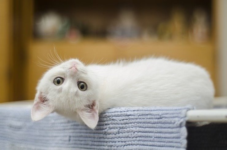 Incredibile scoperta sul tuo gatto, ecco perchè ti segue nel bagno, non ci crederai!