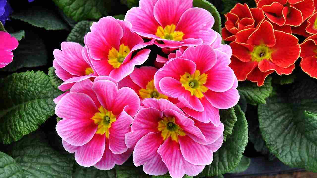 Primula