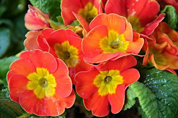 Primula