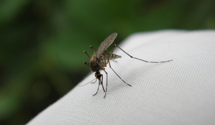 zanzare trappola 20220205 -Nonsapeviche.com
