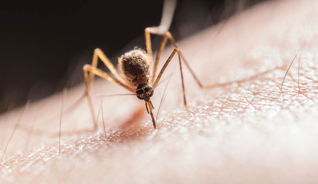 zanzare trappola 20220205 -Nonsapeviche.com
