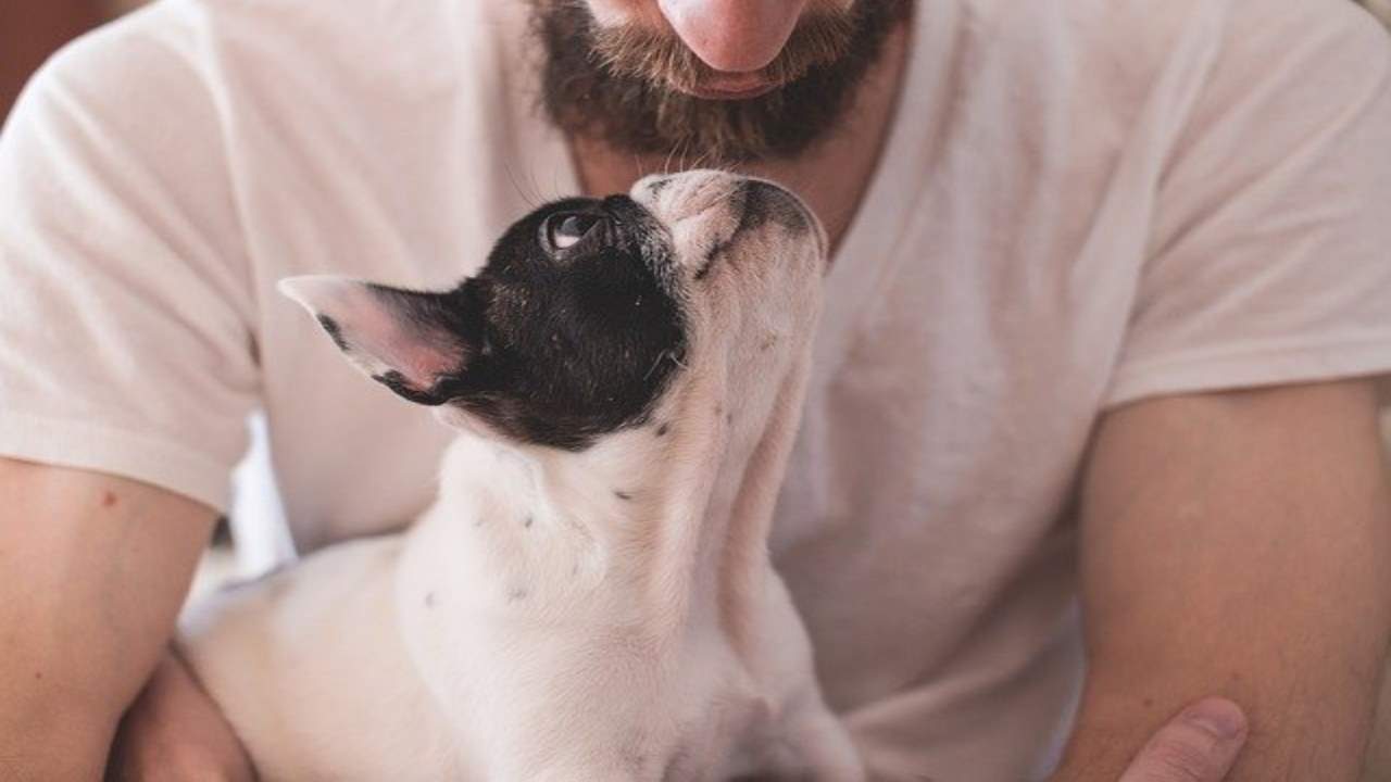 Sai perché il tuo cane ti capisce? ecco cosa dicono gli esperti