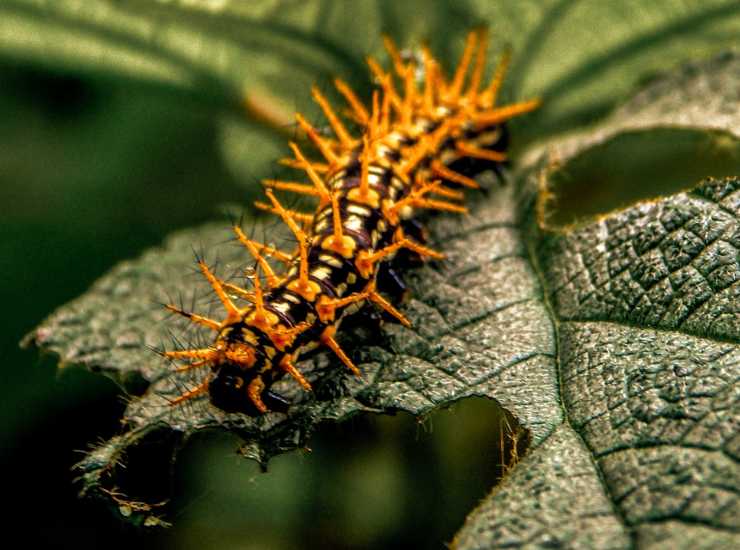 bruchi sulle piante che ti mangiano tutte le foglie, digli addio con  questi riemedi naturali