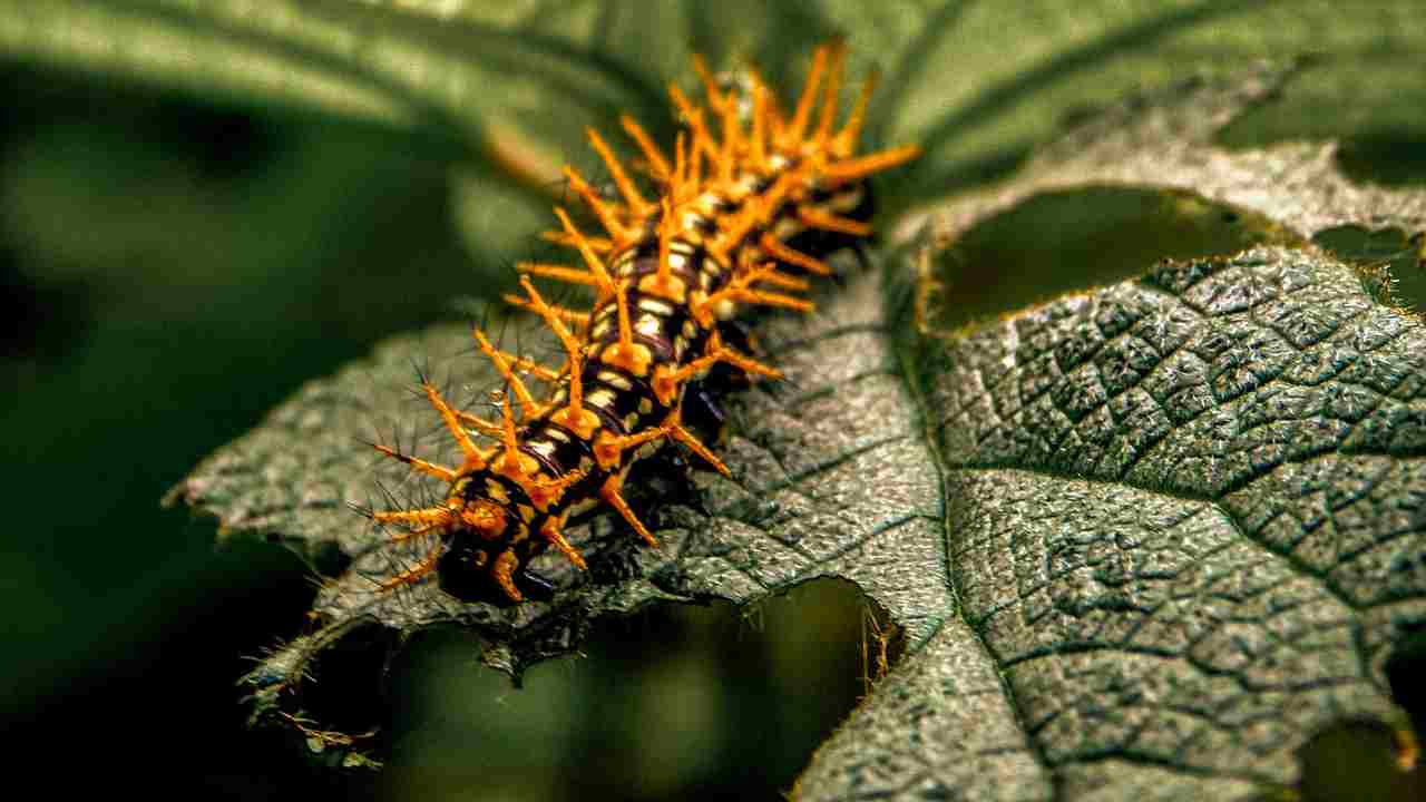 bruchi sulle piante che ti mangiano tutte le foglie, digli addio con questi riemedi naturali