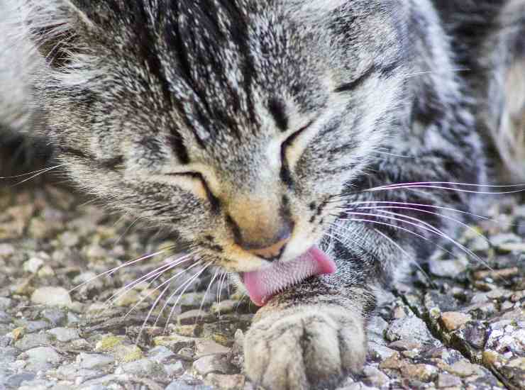 Allergia al gatto: i sintomi per riconoscerla e i rimedi 