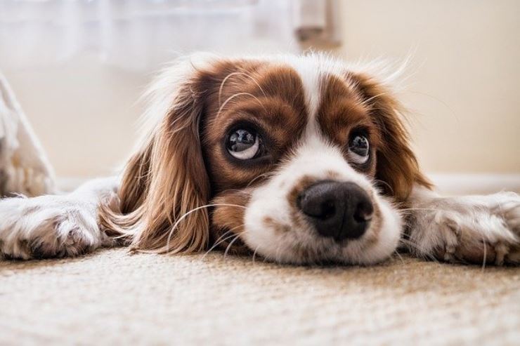 Il tuo cane trema o ha la coda in mezzo alle gambe senza apparente motivo? Ecco cosa fare