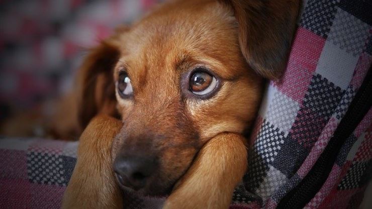 Il tuo cane trema o ha la coda in mezzo alle gambe senza apparente motivo? Ecco cosa fare