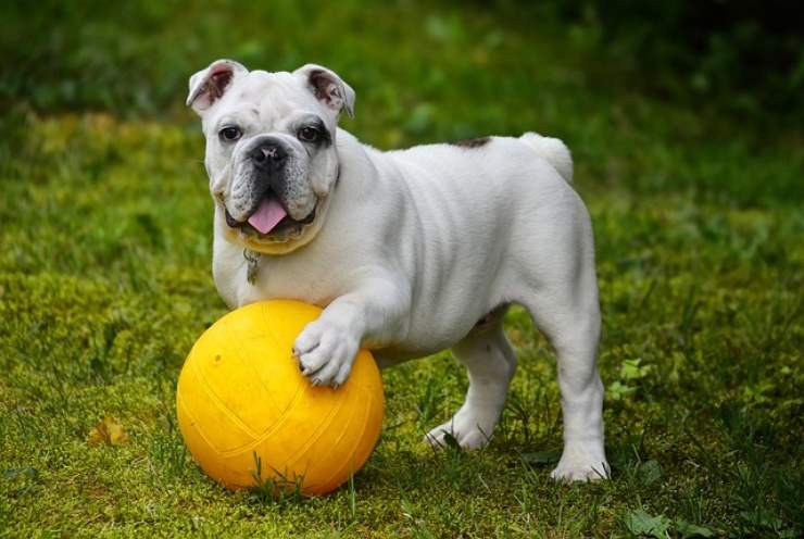 Sai perché il tuo cane ti capisce? ecco cosa dicono gli esperti