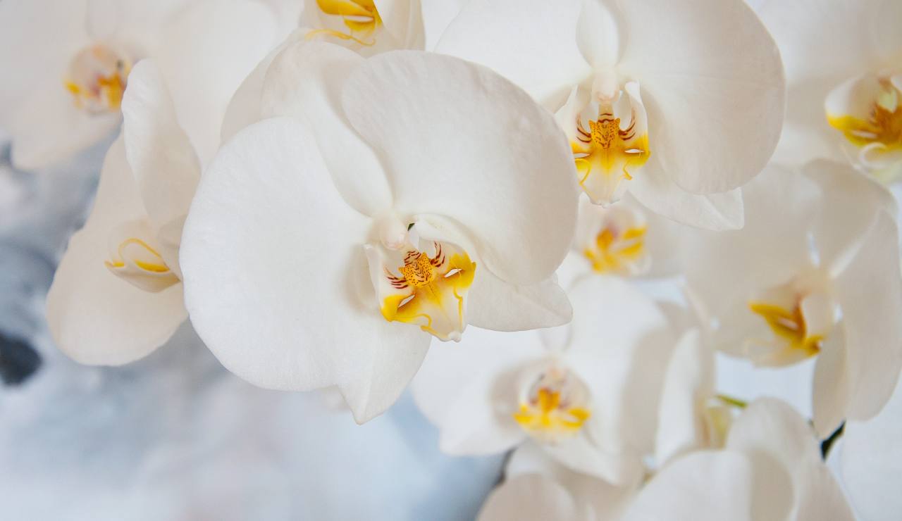 L'orchidea ha perso tutti i fiori? Ecco come curarla per non farla morire