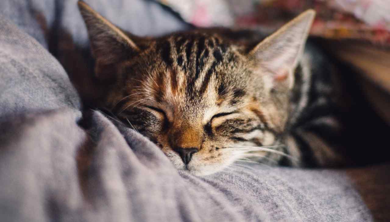 Allergia al gatto: i sintomi per riconoscerla e i rimedi