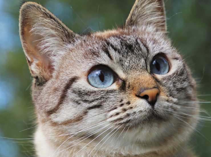 Se hai un gatto scatta l'obbligo del guinzaglio: ecco dove accade e perché