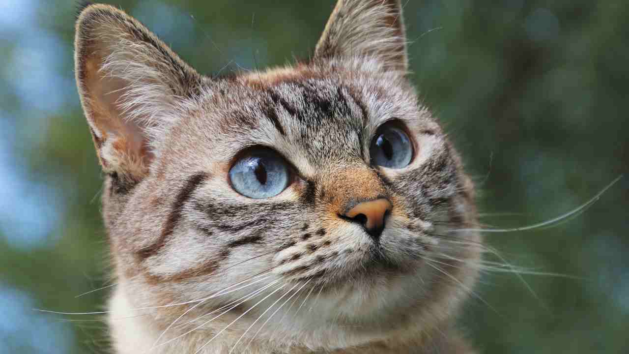 Se hai un gatto scatta l'obbligo del guinzaglio: ecco dove accade e perché