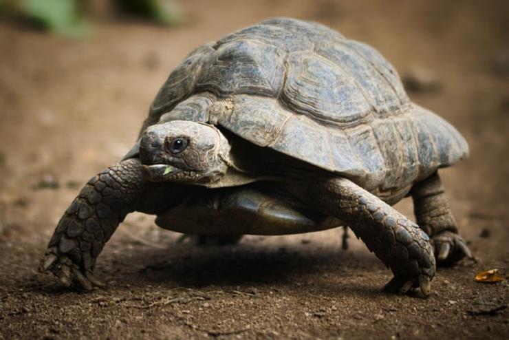 E' primavera, le tartarughe si svegliano dal letargo: ecco come fanno e come aiutarle