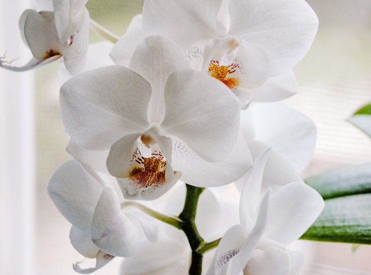 L'orchidea è morta o dorme? Ecco come capirlo e cosa fare