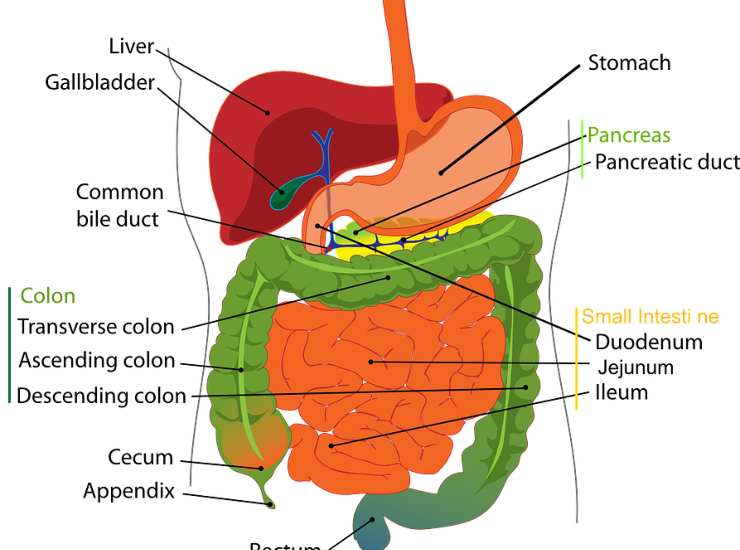 Fedez ha annunciato di essere stato operato al pancreas per una rara forma di tumore. I sintomi che non devono essere sottovalutati