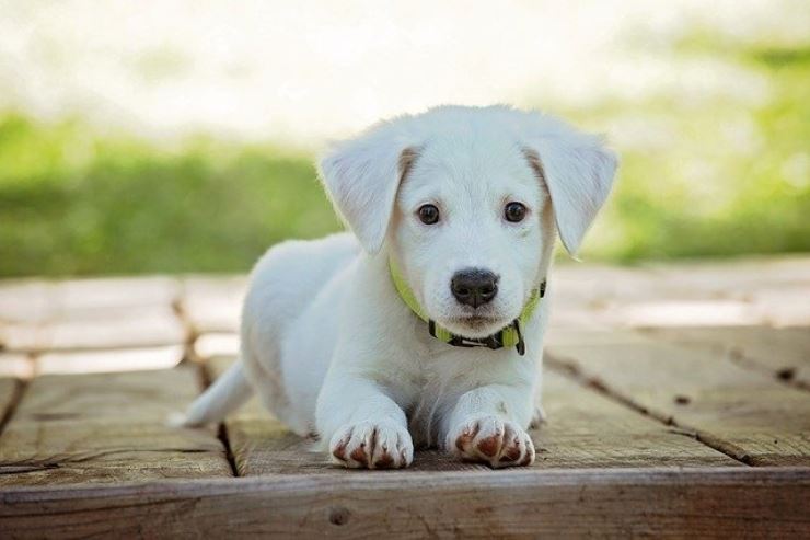 il miglio amico dell'uomo? Il Cane! Ecco gli incredibili effetti sugli anziani, parla la scienza