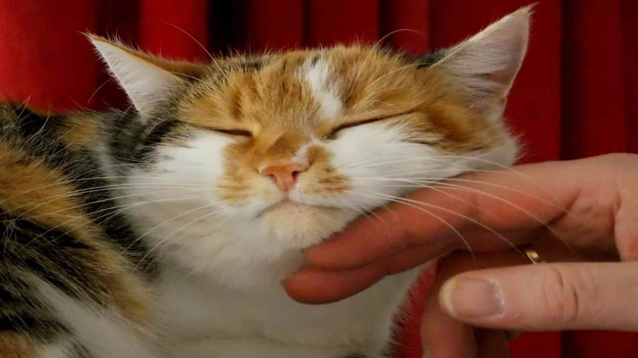 Attenzione, le fusa del gatto non significano solo che il gatto è felice: ecco gli altri motivi