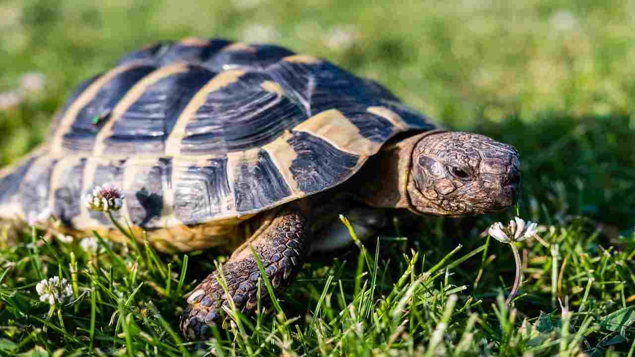 E' primavera, le tartarughe si svegliano dal letargo: ecco come fanno e come aiutarle