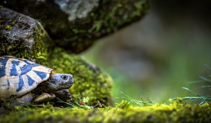 E' primavera, le tartarughe si svegliano dal letargo: ecco come fanno e come aiutarle