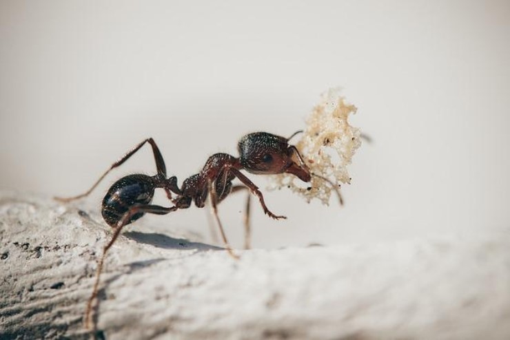 Di addio alle formiche senza veleni, incredibile la loro scomparsa!