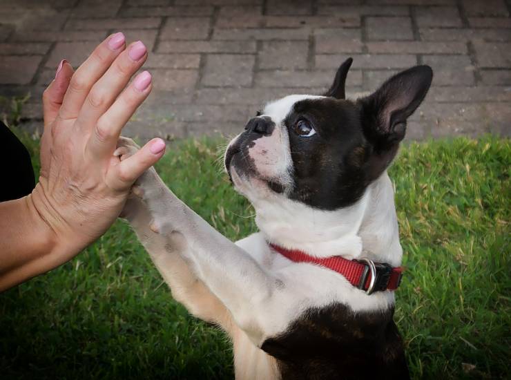 vuoi regalare un cane di compagnia alla tua mamma nonché ora nonna. La classifica dei cani piu adatti