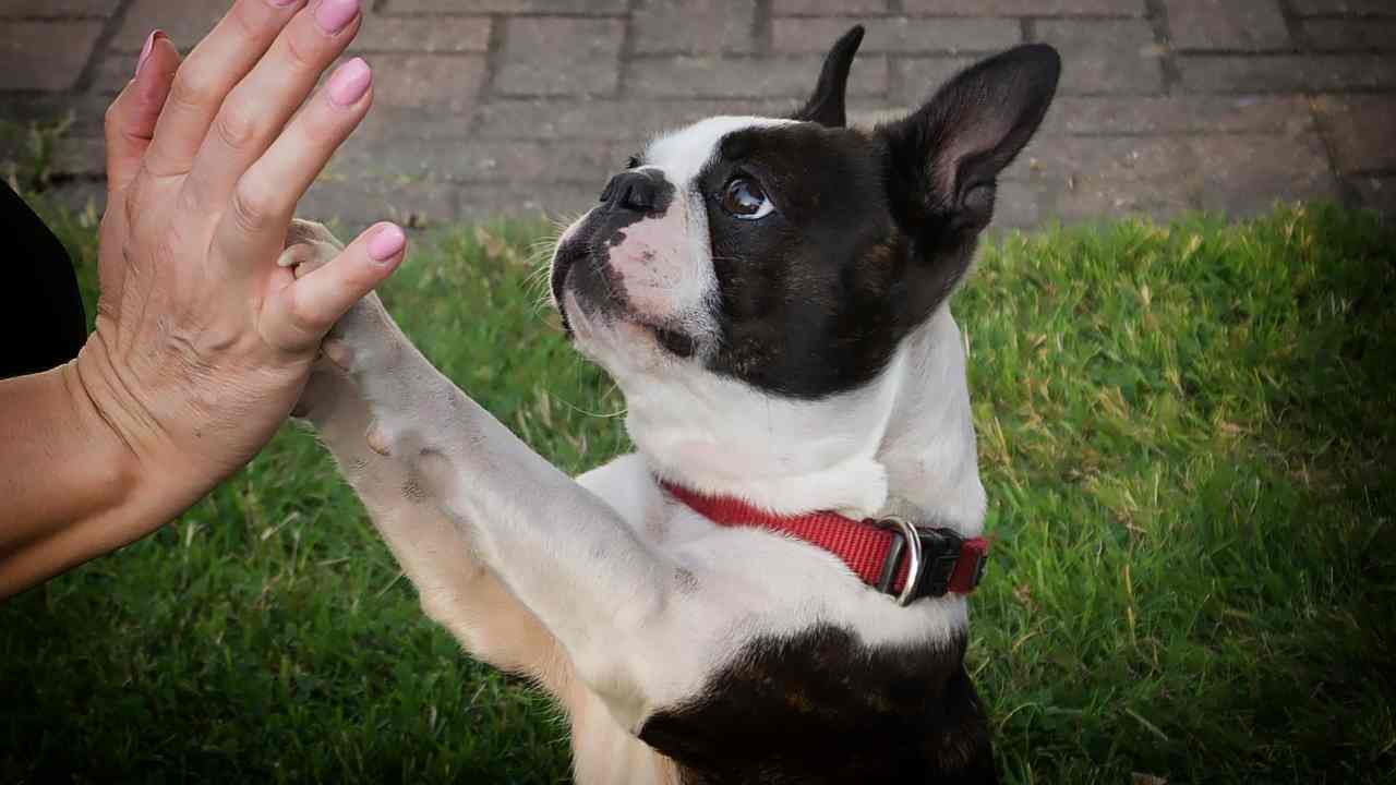 vuoi regalare un cane di compagnia alla tua mamma nonché ora nonna. La classifica dei cani piu adatti