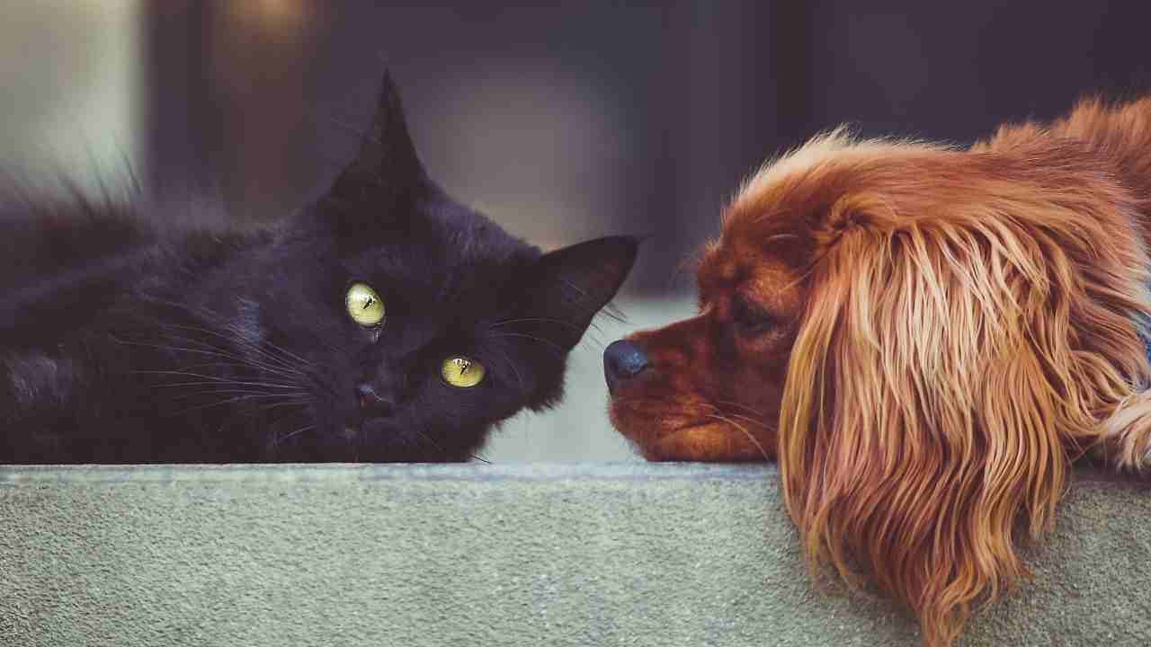 Peli del gatto e del cane dappertutto? 3 metodi super efficaci per eliminarli da vestiti e divani