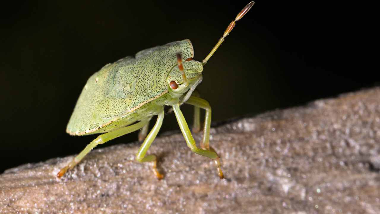 cimici in arrivo ecco come tenerle lontano dai panni stesi