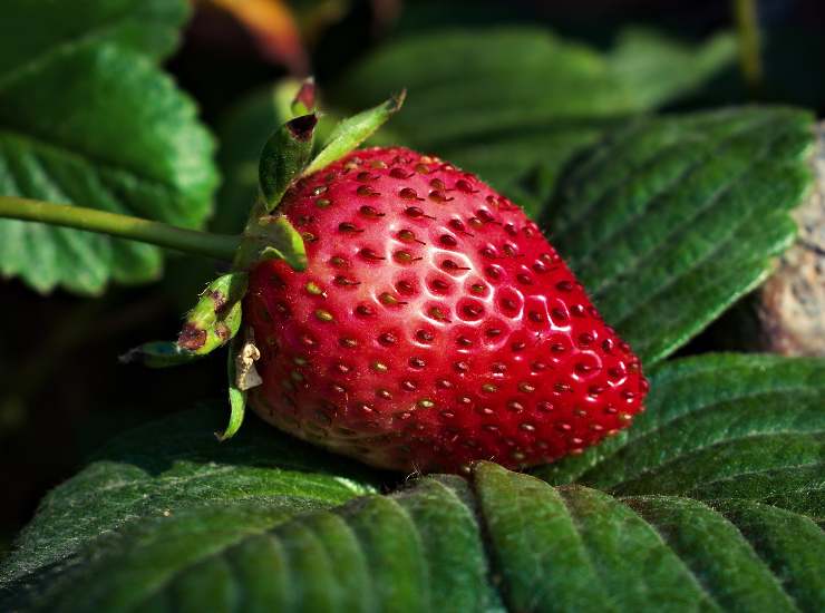 fragole non ti far ingannare dalla grandezza, ecco come saper scegliere le migliori