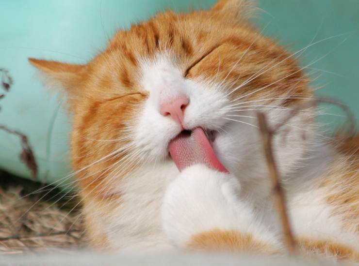 dite addio alla allergia del gatto, il suo pelo può divenatre ipoallrgenico