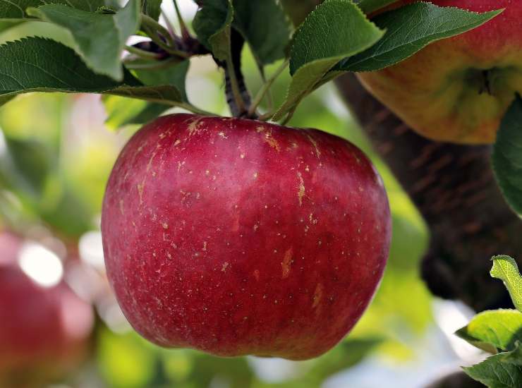 Ecco perché non dovresti mettere le mele nella fruttiera