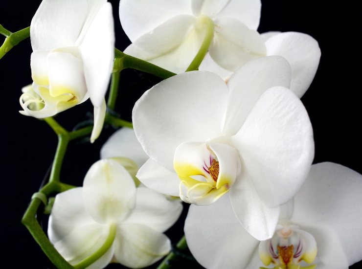 orchidea 12042022