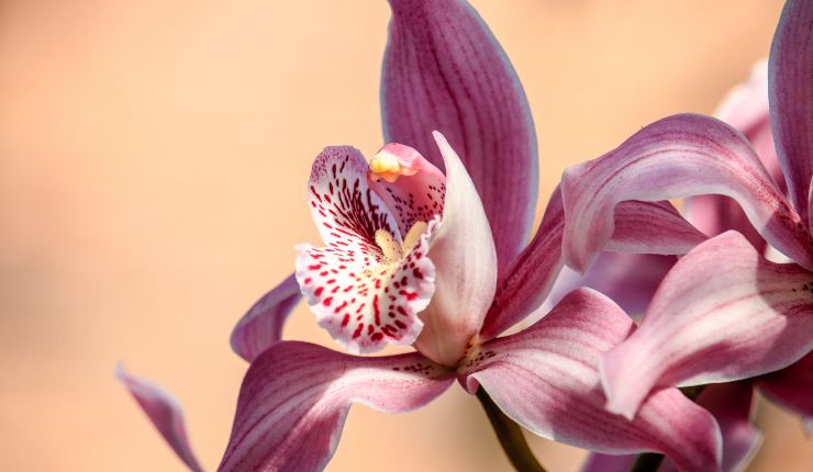 orchidee trucchetti 20220331 - Nonsapeviche.com