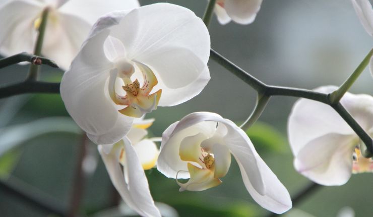 orchidee trucchetti 20220331 - Nonsapeviche.com